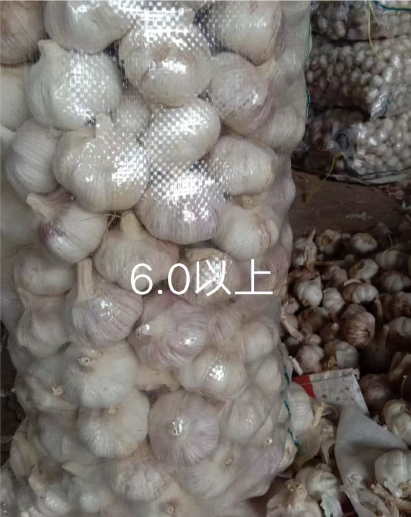 大蒜全国发货电话联系金乡大蒜紫皮大蒜原产地发货