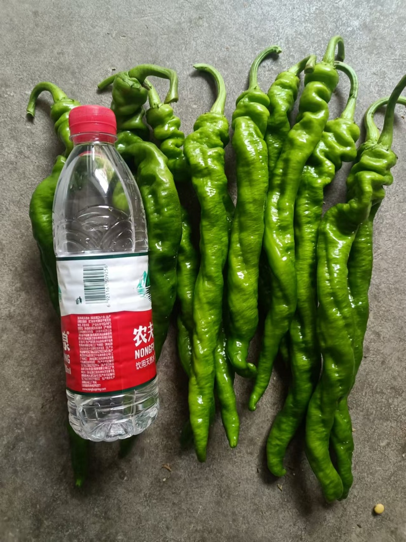 【精品】陇椒大量上市，物美价廉，质量有保障，欢迎前来洽谈