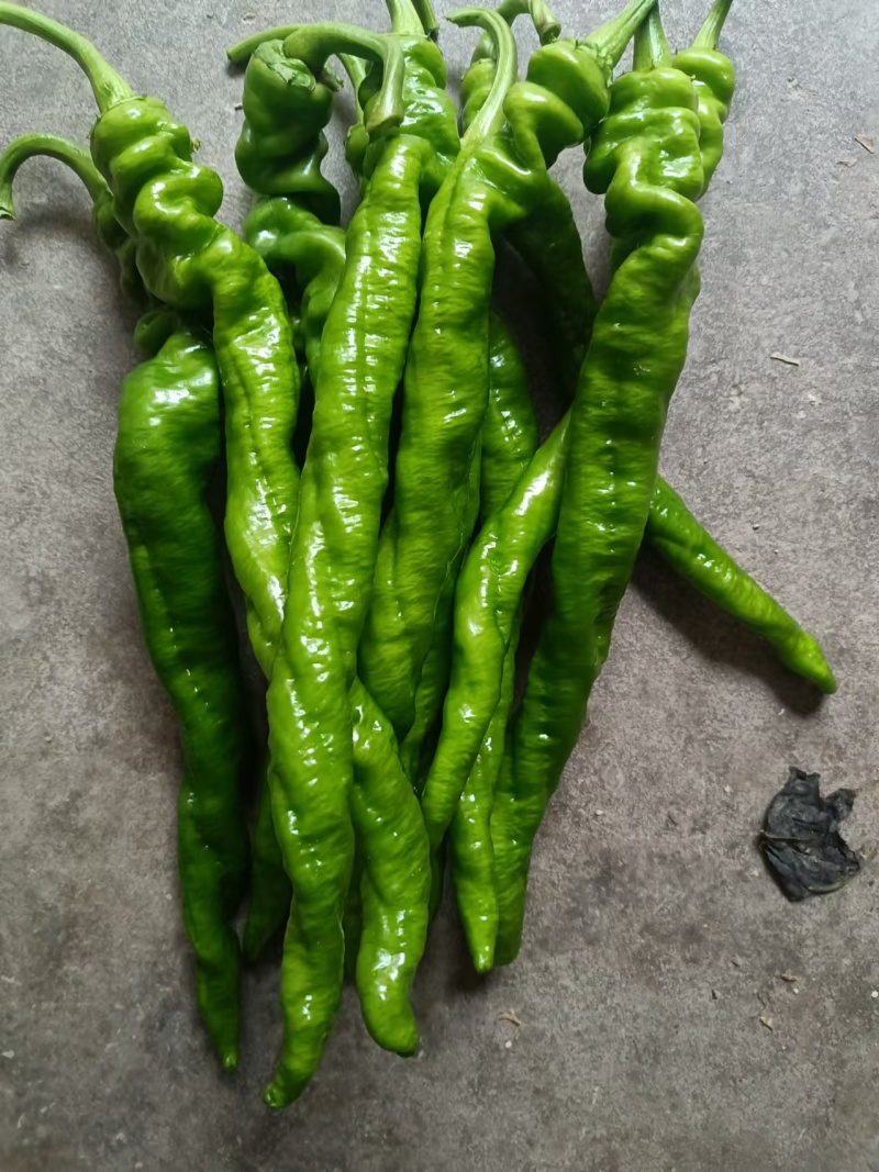 【精品】陇椒大量上市，物美价廉，质量有保障，欢迎前来洽谈