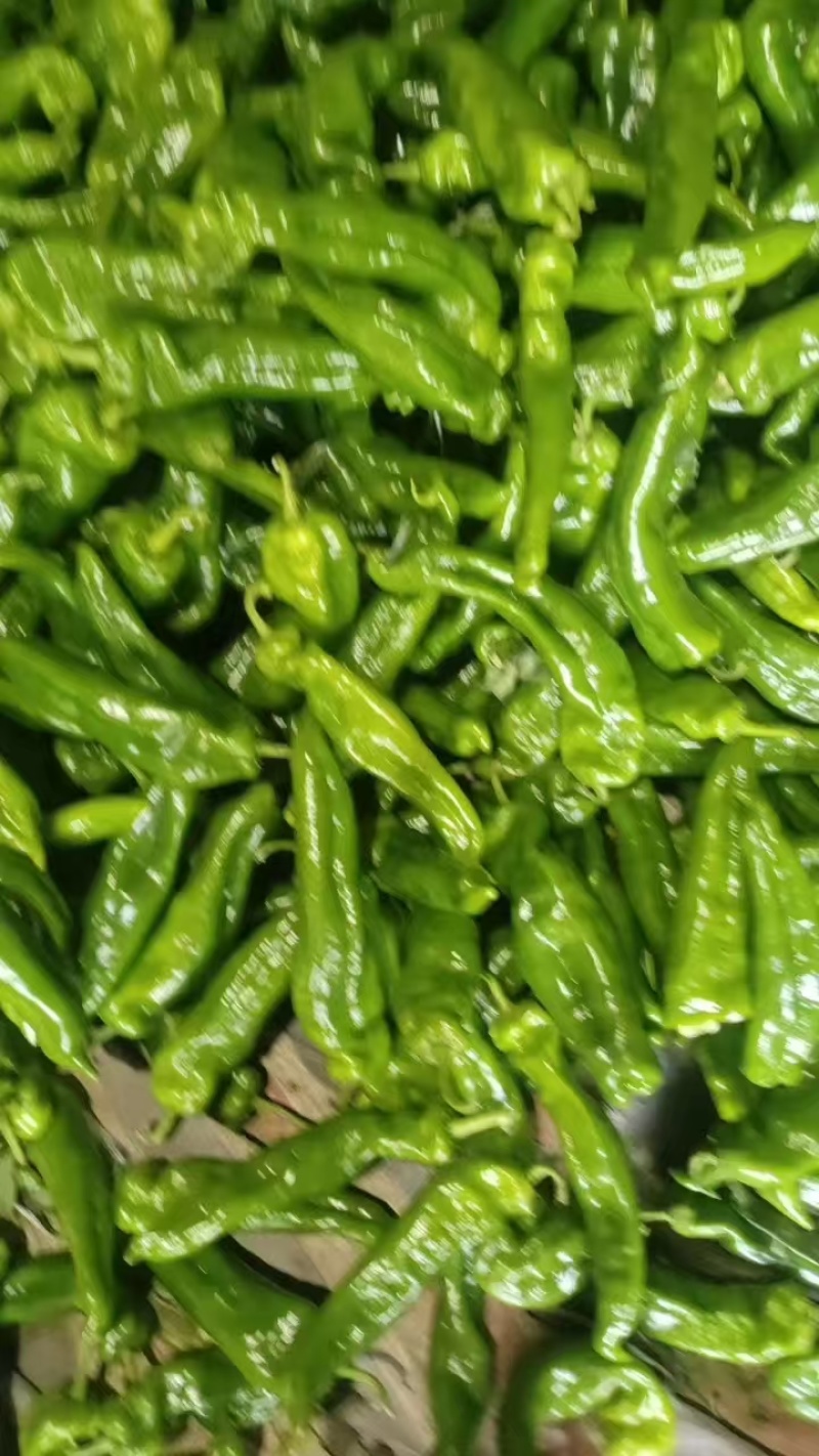 万亩大棚301泡椒大量上，商超**，产地直供