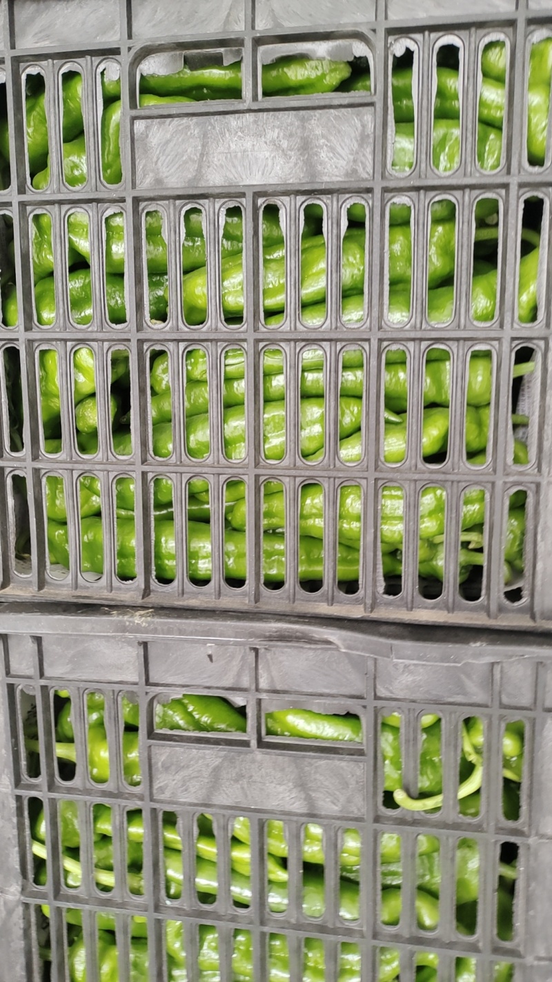 万亩大棚301泡椒大量上，商超**，产地直供