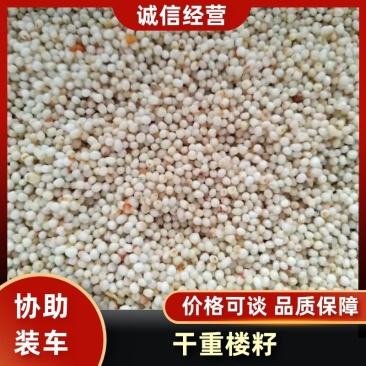 云南干重楼籽矮秆多芽四季播种欢迎选购