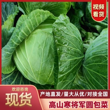 精品高山寒将军甘蓝圆包菜价格好品质优个头儿均匀