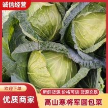 大凉山甘蓝精品寒将军圆包菜帮上车保质量欢迎采购咨询