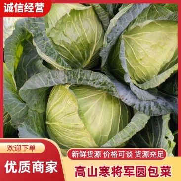 大凉山甘蓝精品寒将军圆包菜帮上车保质量欢迎采购咨询