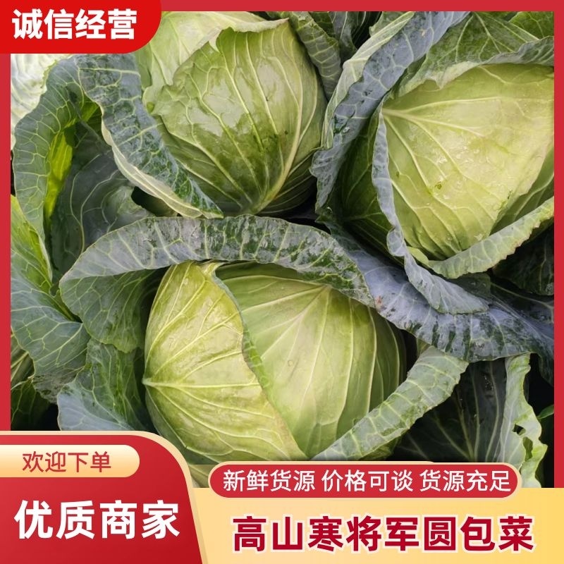 大凉山甘蓝精品寒将军圆包菜帮上车保质量欢迎采购咨询