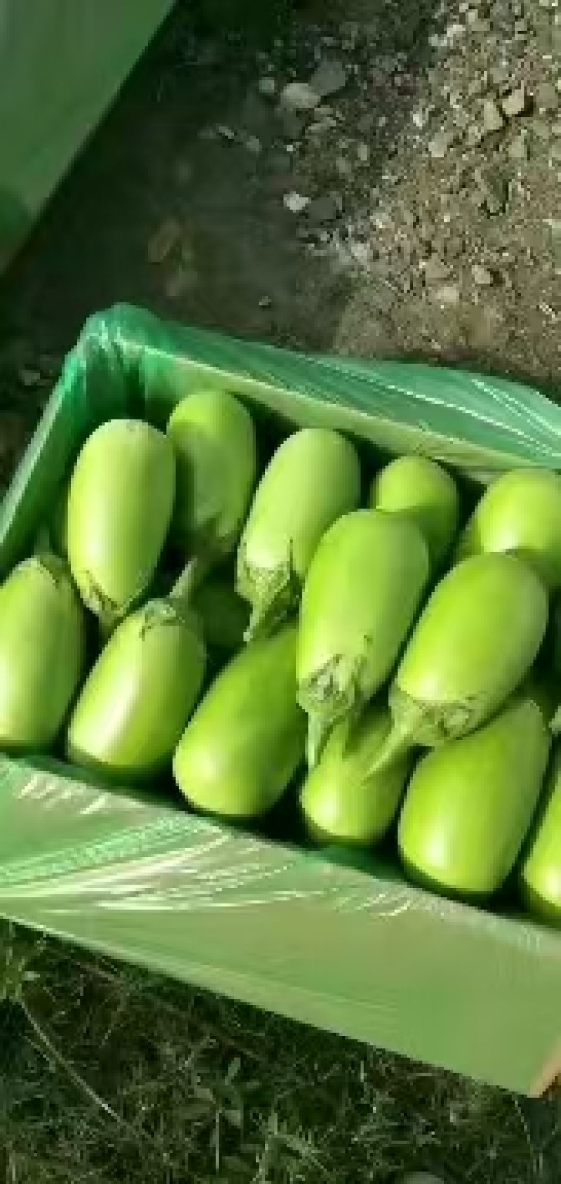 【精品】茄子青茄子全国发货大量上市对接各大批发商