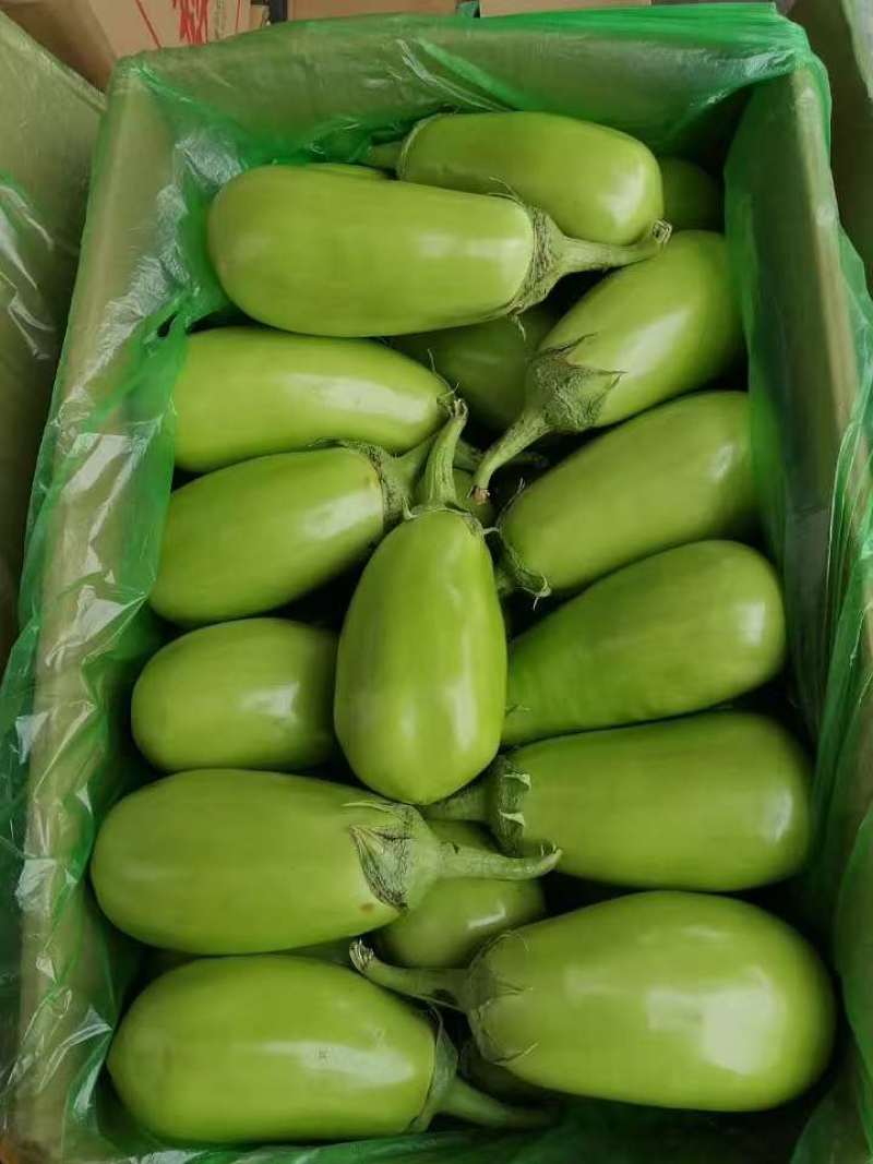 【精品】茄子青茄子全国发货大量上市对接各大批发商