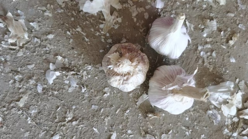 精品金乡大蒜产地直发价格美丽对接各大商超欢迎咨询