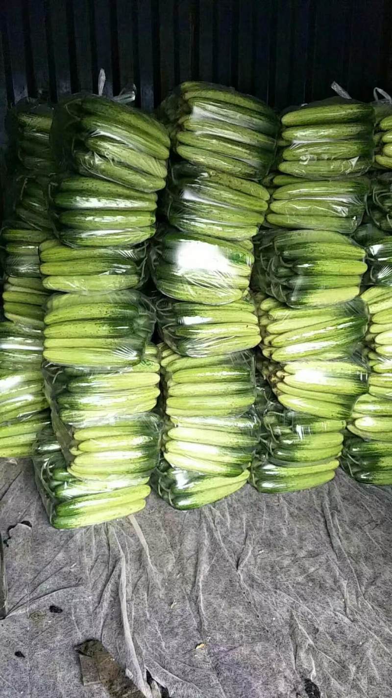 【黄瓜】全国发货大量上市对接各大批发商