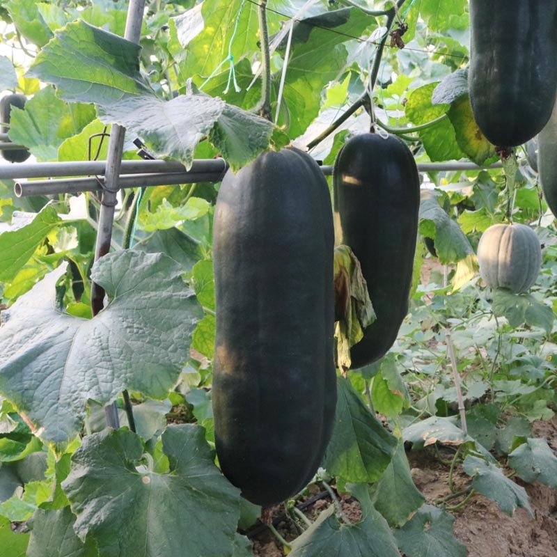 广杂交黑皮大冬瓜种子金记668肉厚耐热耐寒基地品种