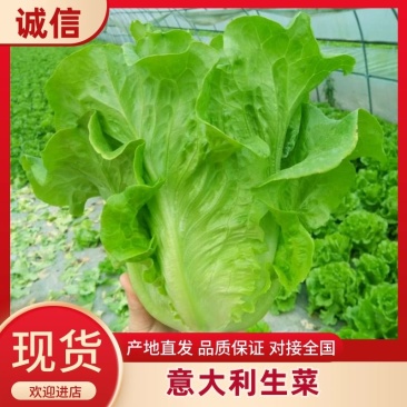 意大利生菜4两~5两，意大利生菜，可视频，可现场