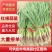 内黄县掐尖红根蒜苗/产地直发/大量上市/欢迎咨询采购