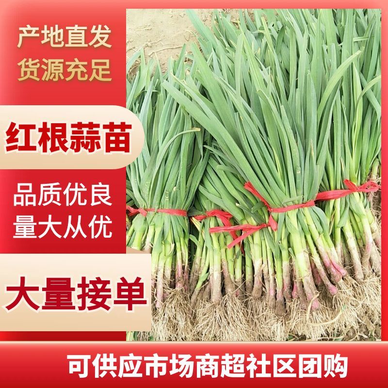 内黄县掐尖红根蒜苗/产地直发/大量上市/欢迎咨询采购
