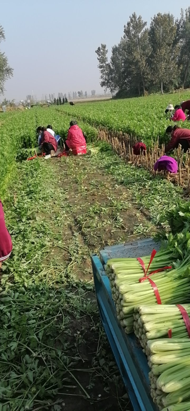 支持视频看货西芹量大价优质量保证全国发货