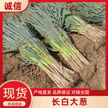 河北高白大葱，葱白50硬实，五指葱，各种加工葱，诚信直发