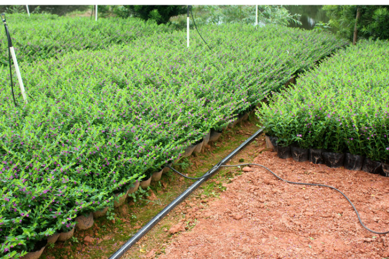 满天星花苗小细叶萼距花杯苗紫雪茄矮生绿篱四季开花盆栽庭院