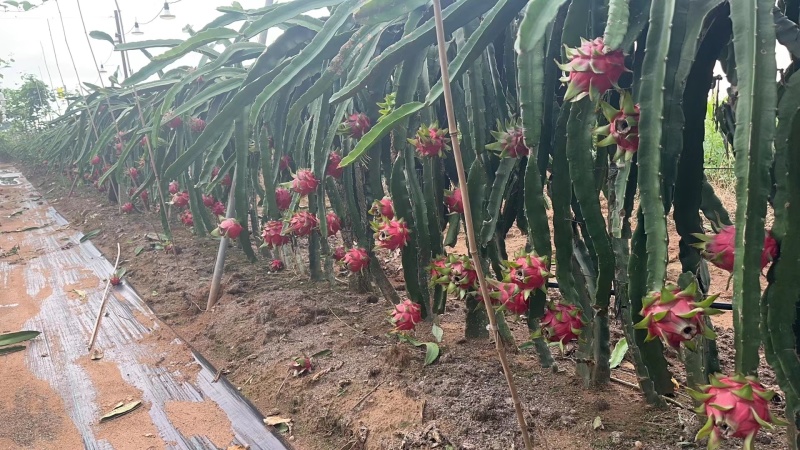 红心火龙果广东火龙果大量供应产地直发对接全国市场