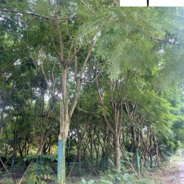 蓝花楹降价处理成都苗圃清地18-22公分蓝花楹处理价