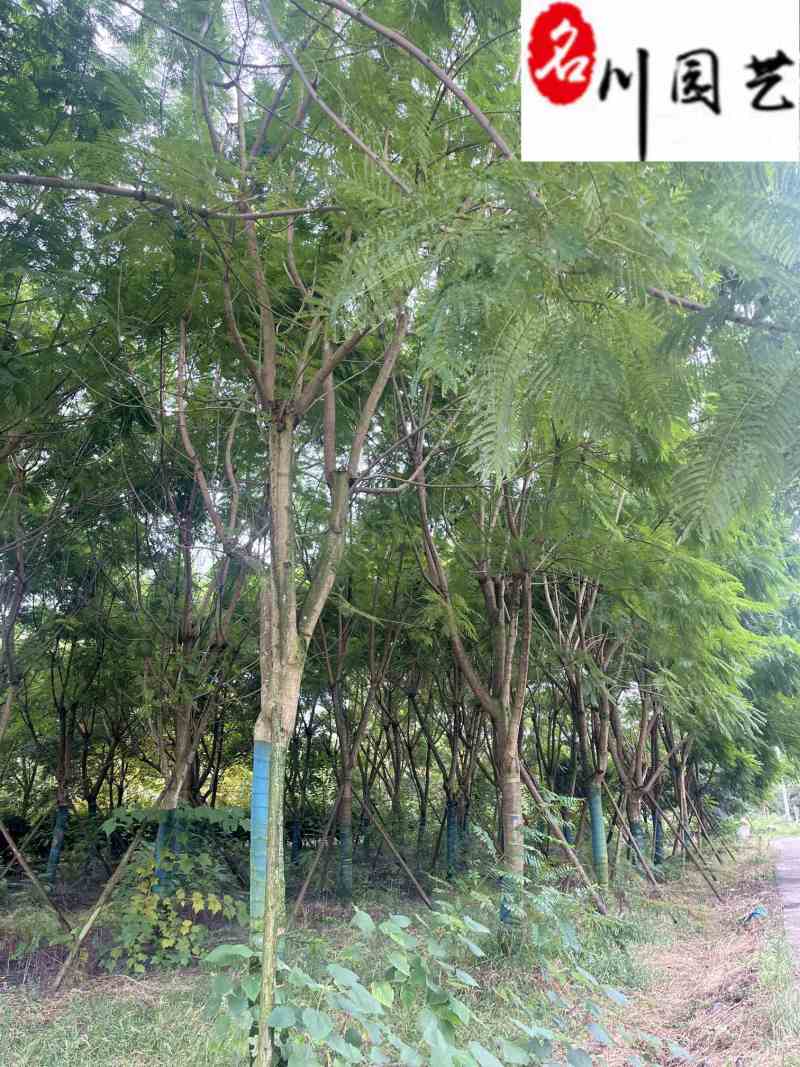 蓝花楹降价处理成都苗圃清地18-22公分蓝花楹处理价