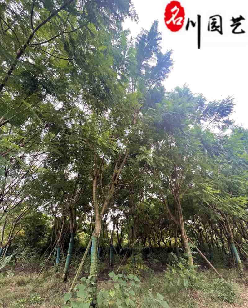 蓝花楹降价处理成都苗圃清地18-22公分蓝花楹处理价
