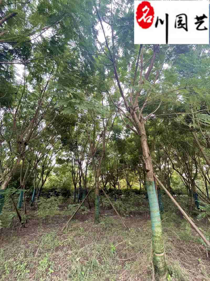 蓝花楹降价处理成都苗圃清地18-22公分蓝花楹处理价