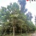 蓝花楹降价处理成都苗圃清地18-22公分蓝花楹处理价
