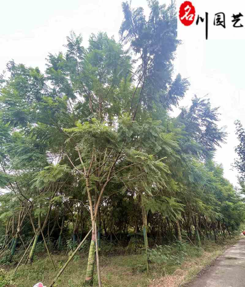 蓝花楹降价处理成都苗圃清地18-22公分蓝花楹处理价