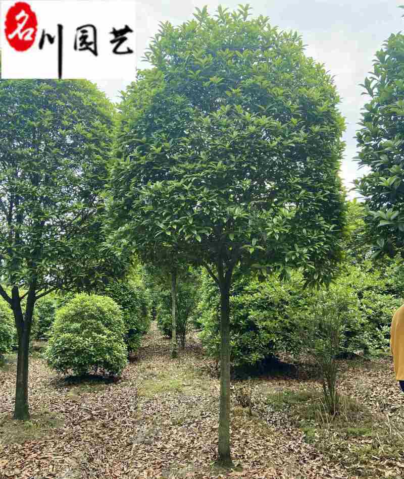 金桂八月桂朱砂桂批发成都桂花树基地直销保质保量