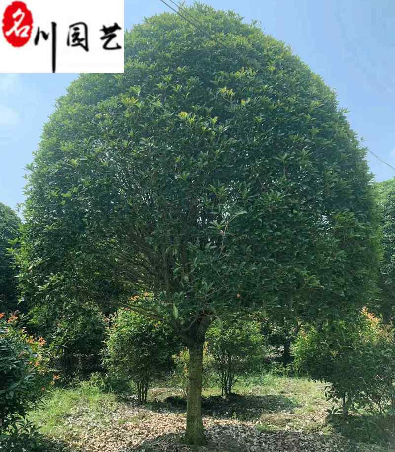 金桂八月桂朱砂桂批发成都桂花树基地直销保质保量