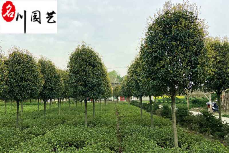 金桂八月桂朱砂桂批发成都桂花树基地直销保质保量