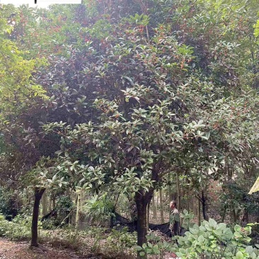 金桂八月桂朱砂桂批发成都桂花树基地直销保质保量