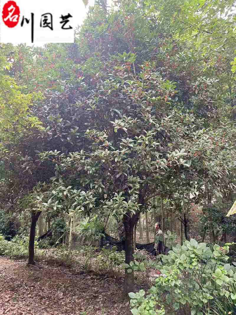 金桂八月桂朱砂桂批发成都桂花树基地直销保质保量