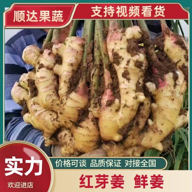 【实力】山东红芽姜鲜姜，对接全国电商市场批发商，代发全国
