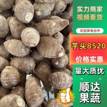 芋头8520（实力供应）产地一手货源，规格齐全代发全国