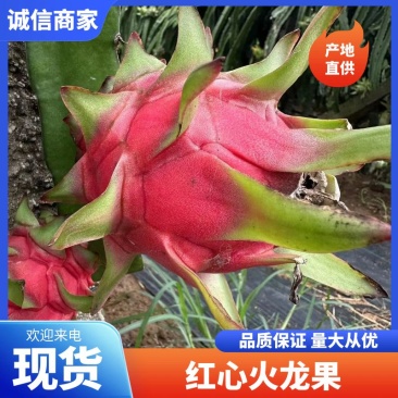 红心火龙果广东火龙果大量供应产地直发对接全国市场