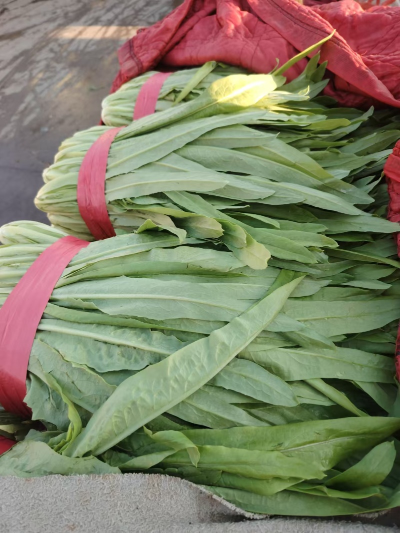 【定向发货】精品油麦菜价格合理质量保证来电咨询