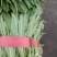 【定向发货】精品油麦菜价格合理质量保证来电咨询