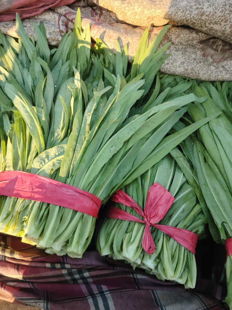 【定向发货】精品油麦菜价格合理质量保证来电咨询