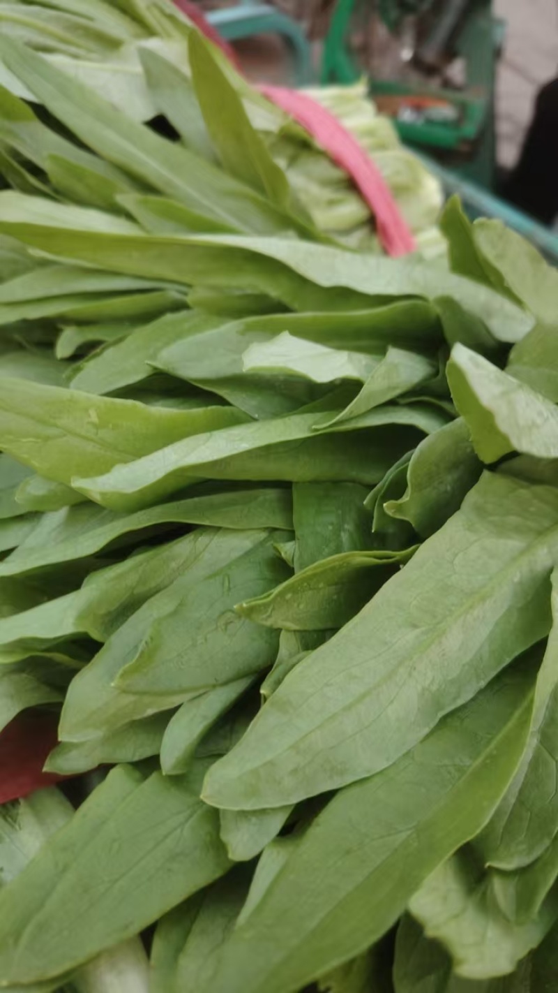 【定向发货】精品油麦菜价格合理质量保证来电咨询