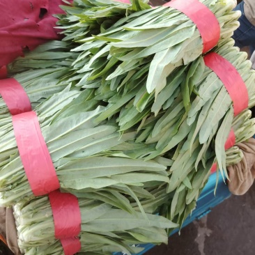 【定向发货】精品油麦菜价格合理质量保证来电咨询