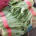 【定向发货】精品油麦菜价格合理质量保证来电咨询