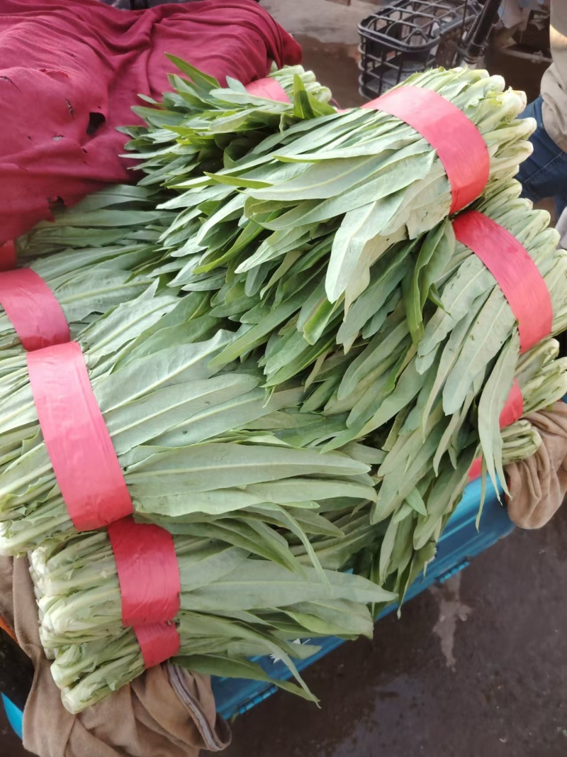 【定向发货】精品油麦菜价格合理质量保证来电咨询