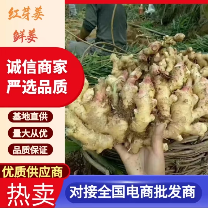 鲜姜山东红芽姜大量现货供应，现挖现发，对接电商市场批发商