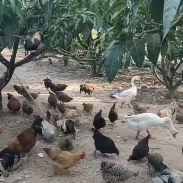 土鸡散养土鸡走地鸡活鸡量大从优欢迎咨询