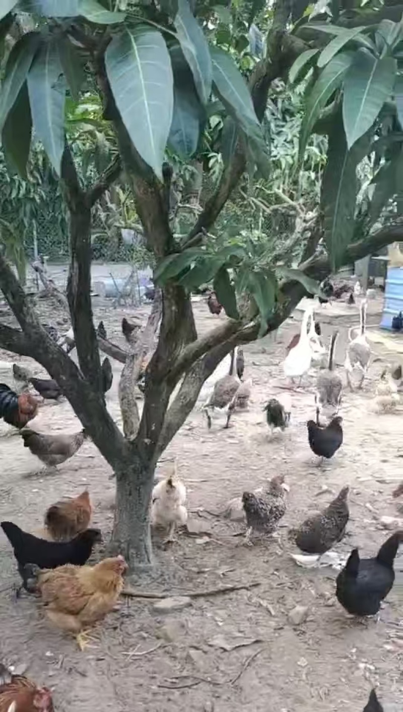 土鸡散养土鸡走地鸡活鸡量大从优欢迎咨询