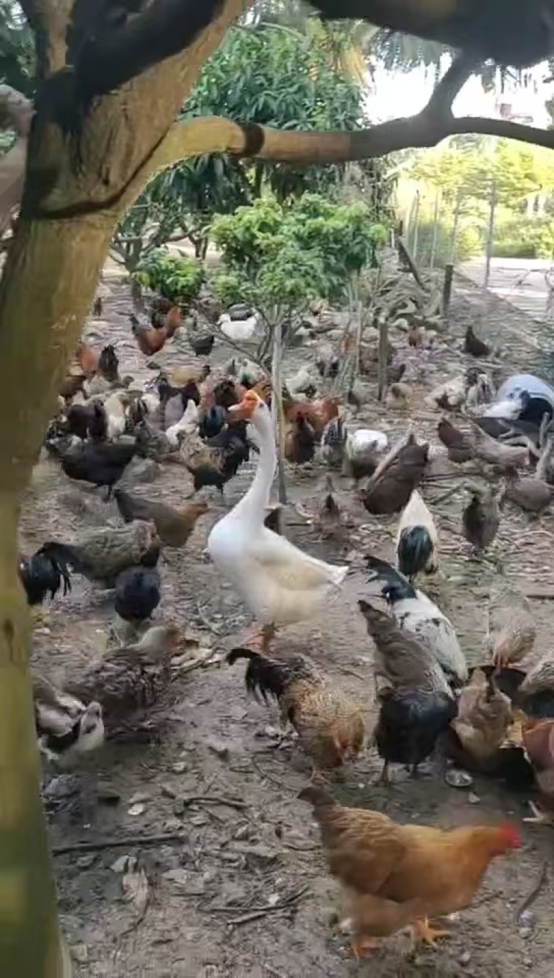 土鸡散养土鸡走地鸡活鸡量大从优欢迎咨询