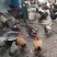 土鸡散养土鸡走地鸡活鸡量大从优欢迎咨询