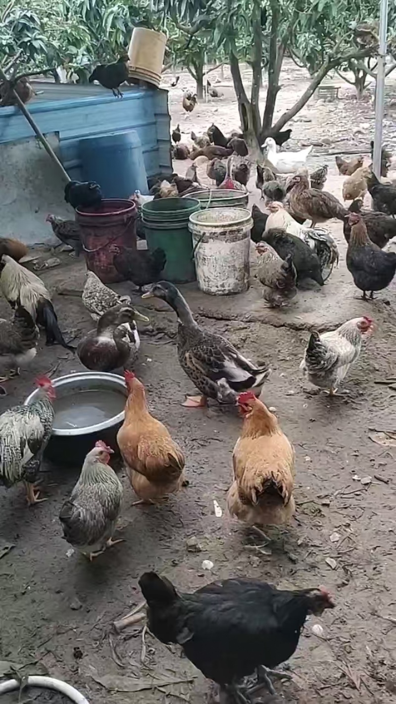 土鸡散养土鸡走地鸡活鸡量大从优欢迎咨询