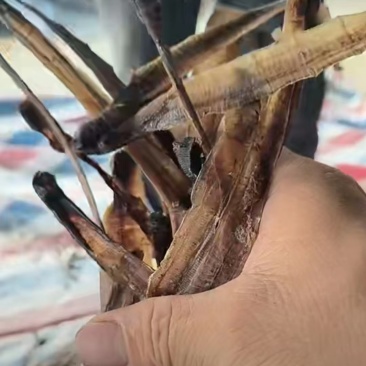 广西钦州的自己加工基地精品地龙干货蚯蚓干量大价优品质保障